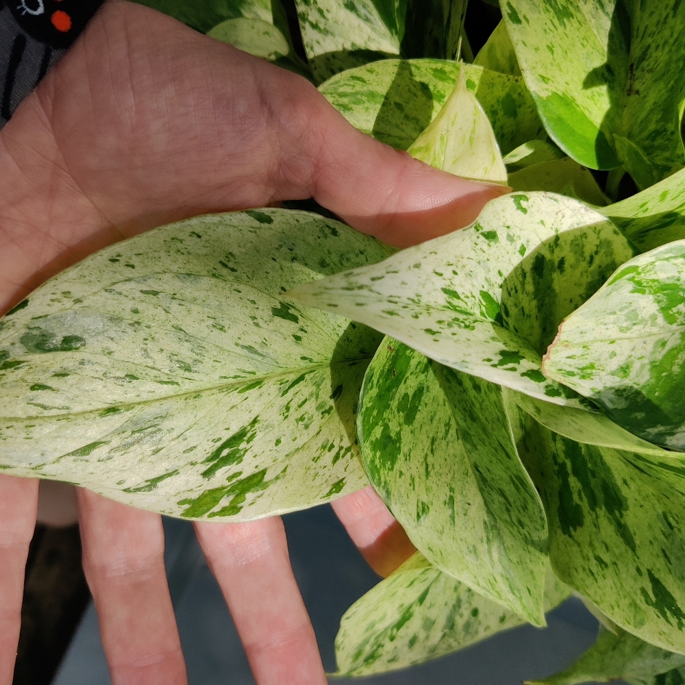 Snow queen and Lemon lime pothos cuttings - Picture 2 of 4
